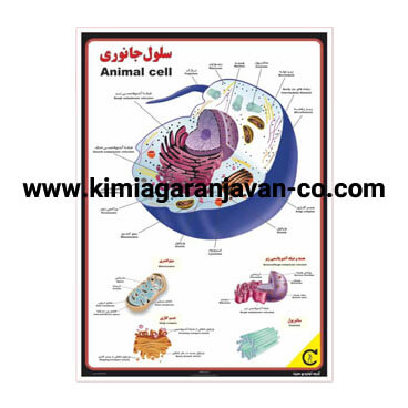پوستر ساختمان سلول جانوری