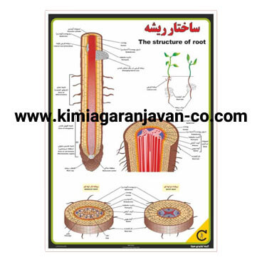 پوستر ساختار ریشه گیاه