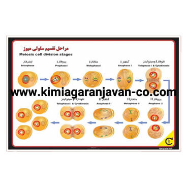 پوستر مراحل تقسیم سلولی میوز