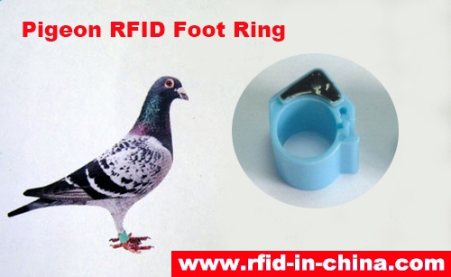 حلقه پای کبوتر RFID