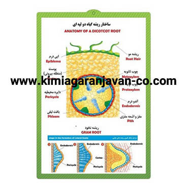 پوستر برجسته ساختار ریشه گیاه دو لپه