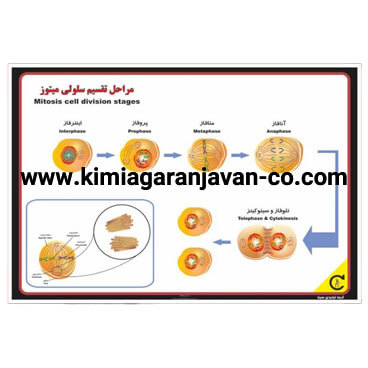 پوستر مراحل تقسیم سلولی میتوز