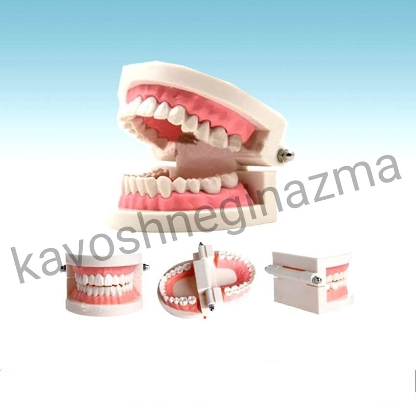 مولاژ دندان آموزش مسواک اندازه طبیعی