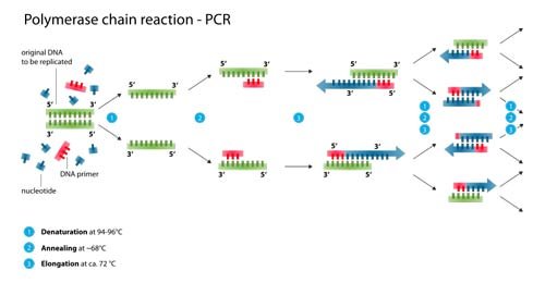 دستگاه PCR