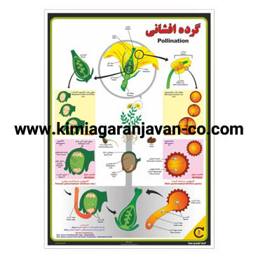 پوستر گرده افشانی گیاهی