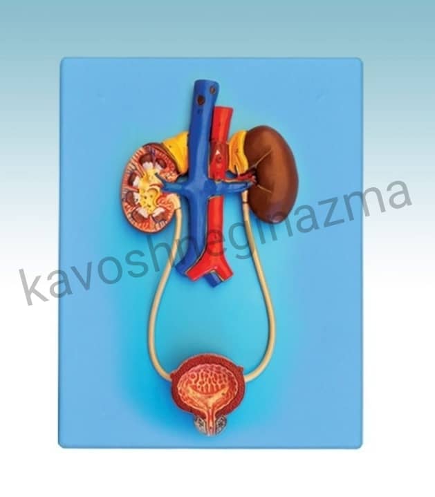 مولاژ دفع ادرار یک تکه اندازه طبیعی