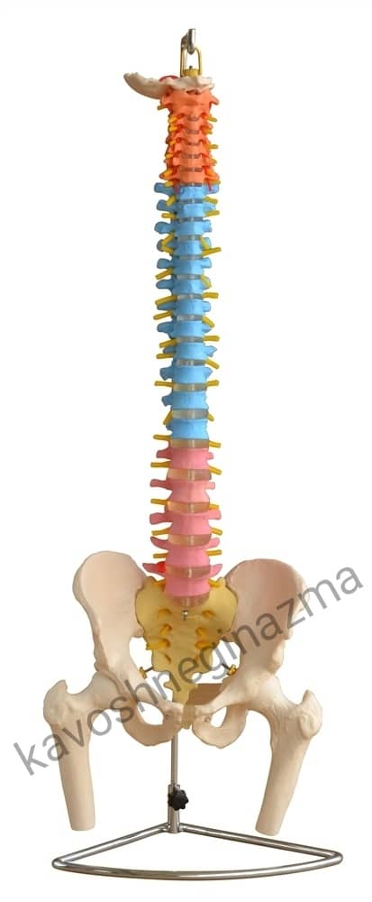 لگن با مهره های ستون فقرات
