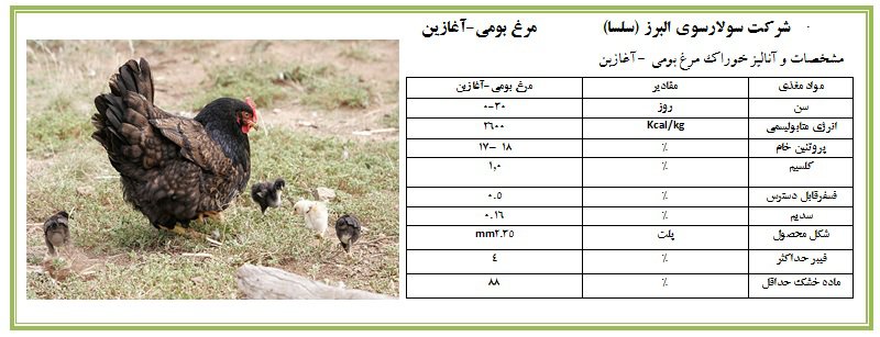 مرغ بومی