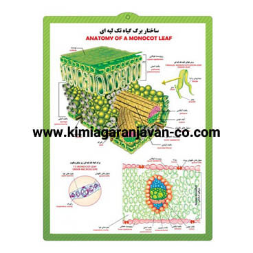 پوستر برجسته ساختار برگ گیاه تک لپه