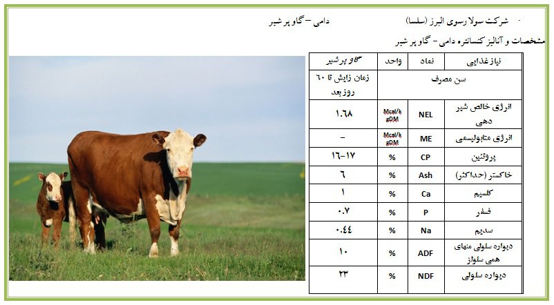 گاو شیری